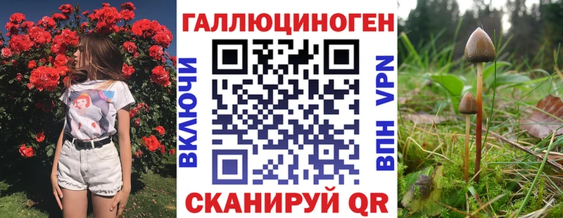 как найти Гороховец Галлюциногенные грибы Psilocybe